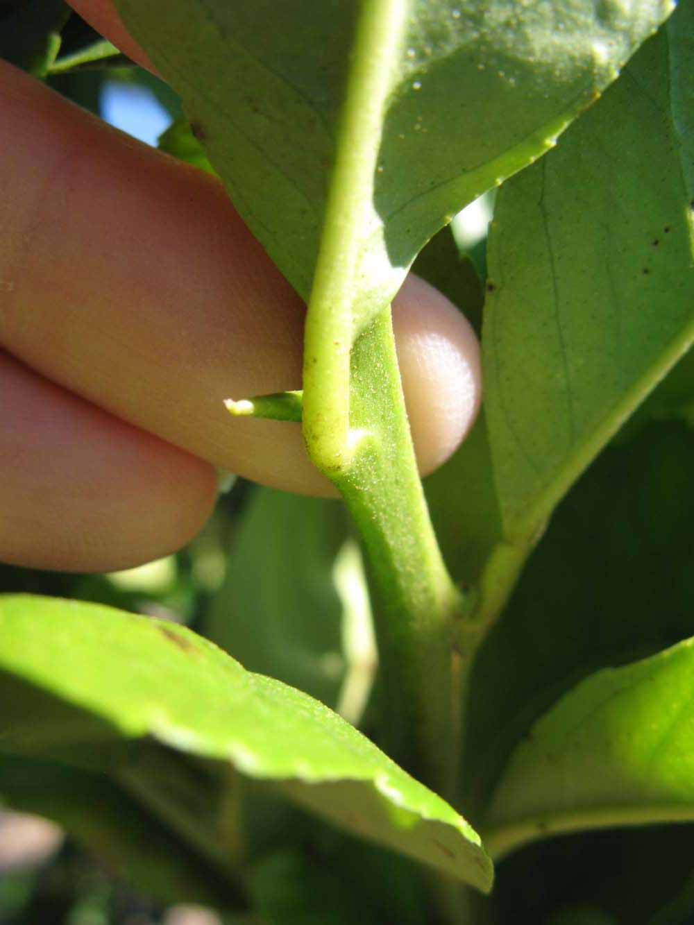              Petiole (Winter Haven, FL)       